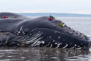 У чилі, 337 савалях були викинуті на берег У чилі, 337 савалях були викинуті на берег